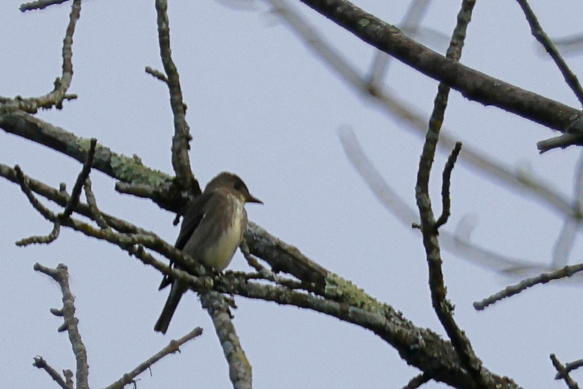 Olive-sided Flycatcher - ML636779030