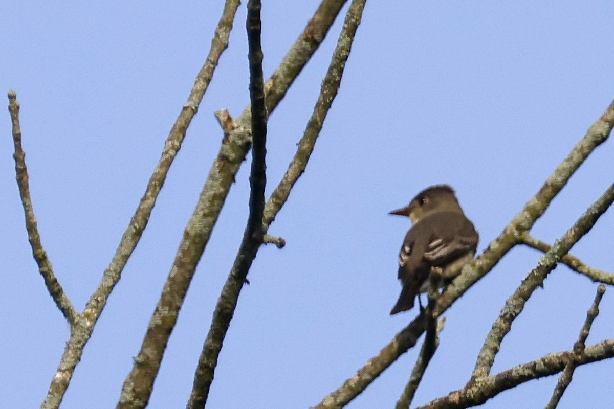 Olive-sided Flycatcher - ML636779050