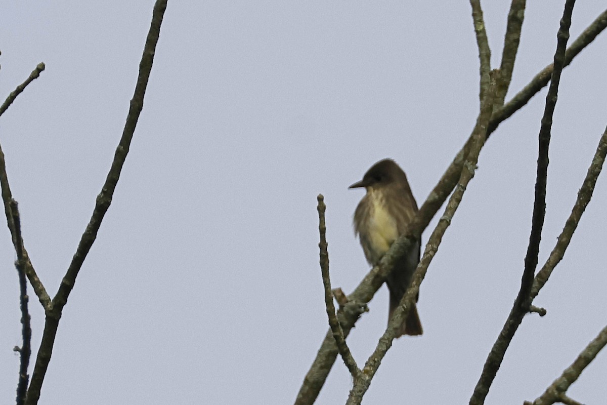 Olive-sided Flycatcher - ML636779064