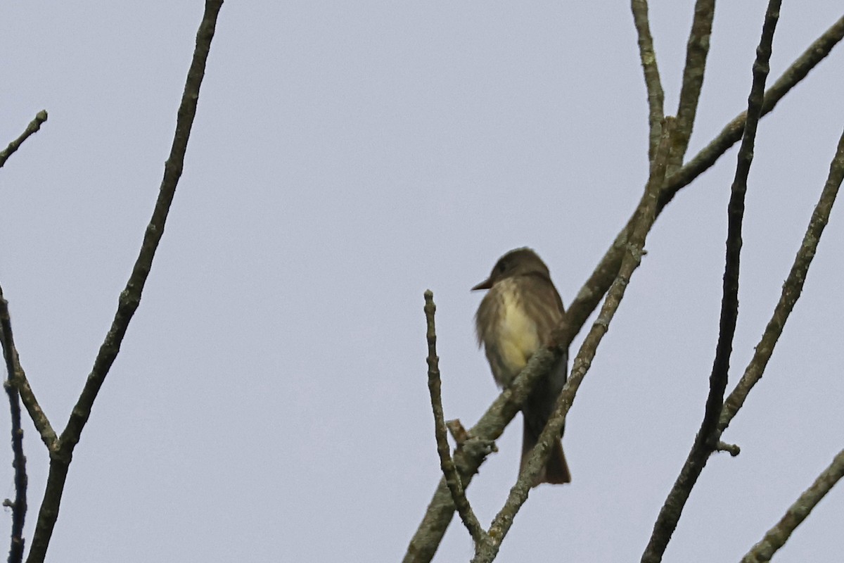 Olive-sided Flycatcher - ML636779065
