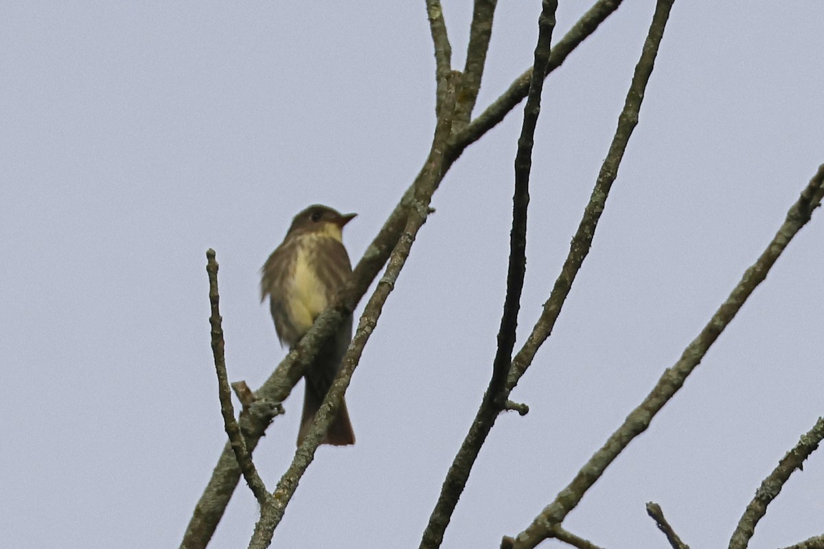 Olive-sided Flycatcher - ML636779066