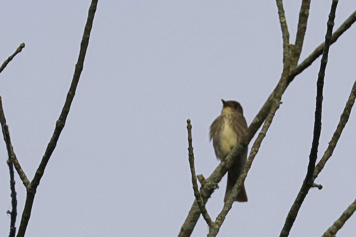 Olive-sided Flycatcher - ML636779067