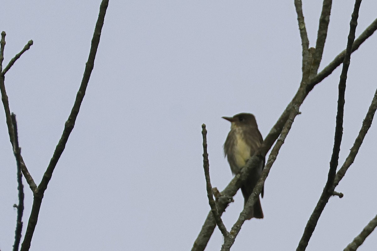 Olive-sided Flycatcher - ML636779068