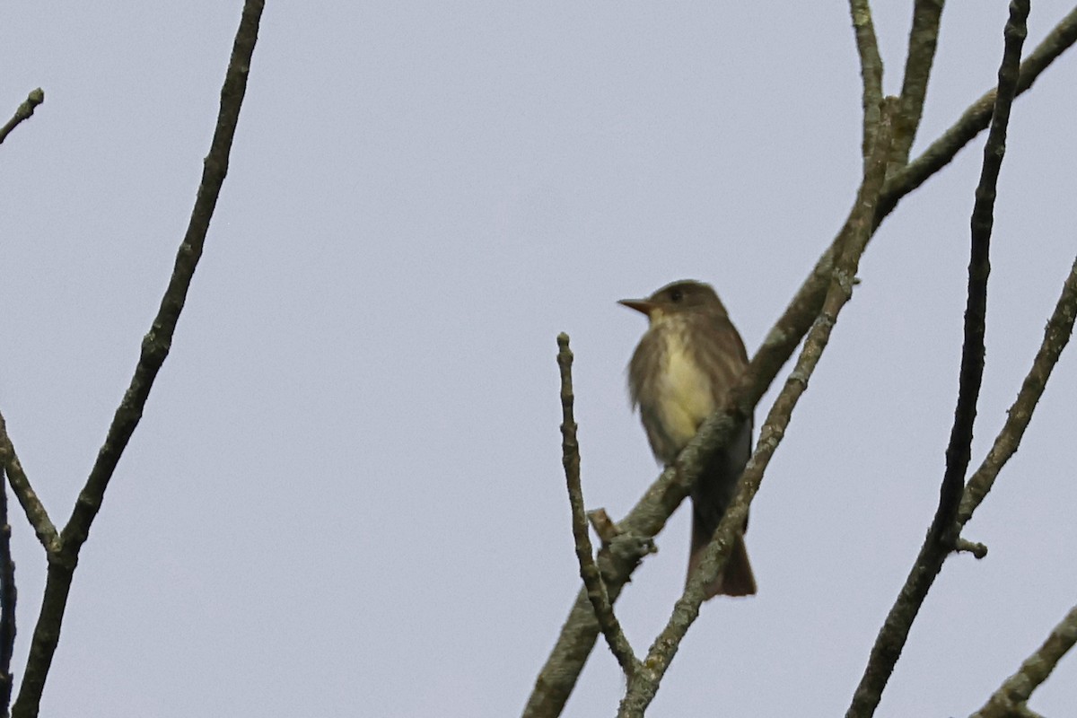 Olive-sided Flycatcher - ML636779071