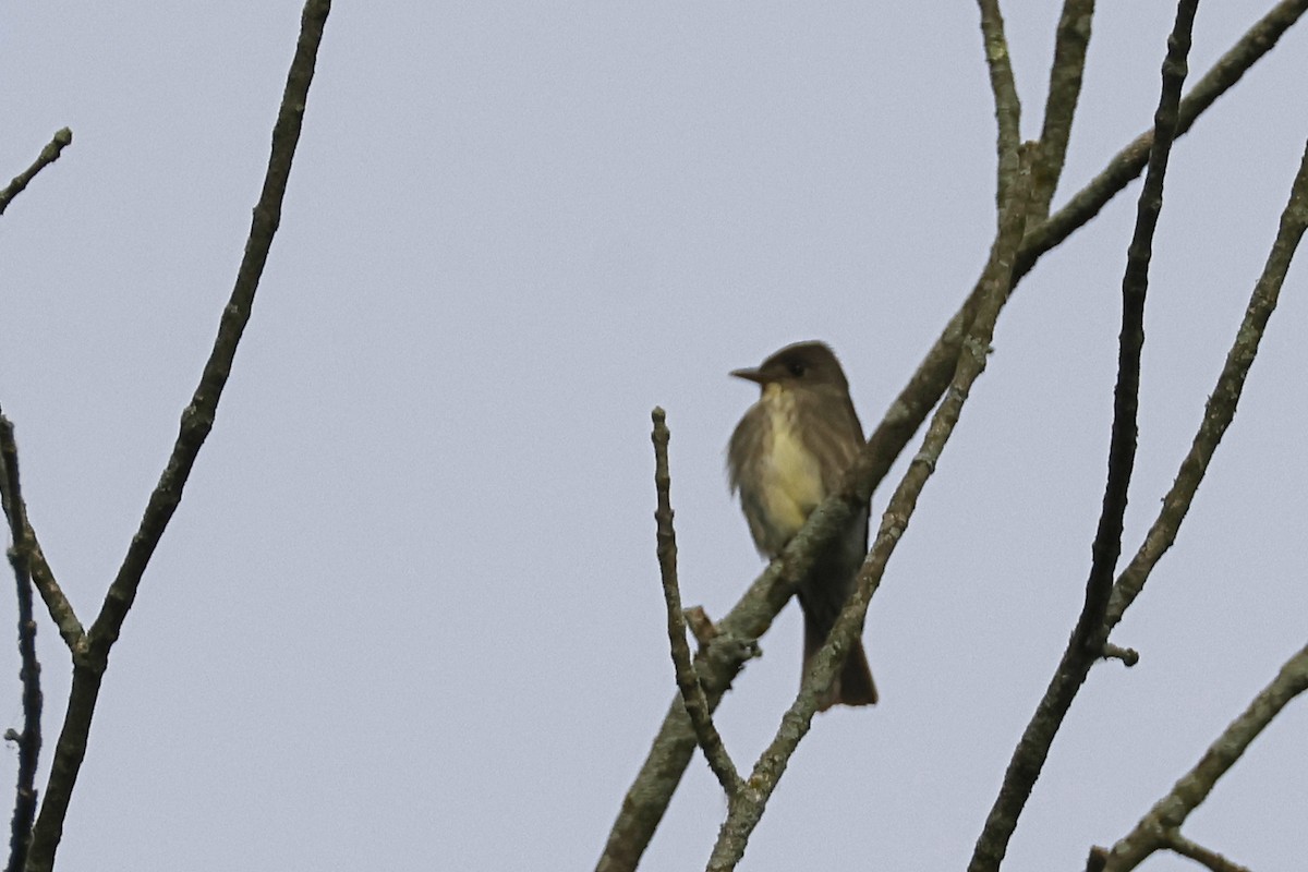 Olive-sided Flycatcher - ML636779072