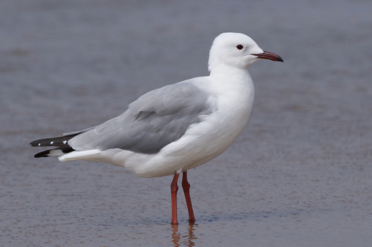 Hartlaub's Gull - ML636779130