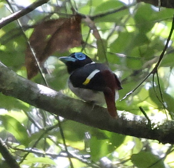 Wattled Broadbill - ML636779249