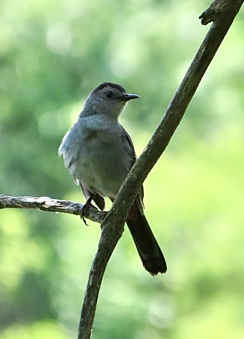Gray Catbird - ML636779333