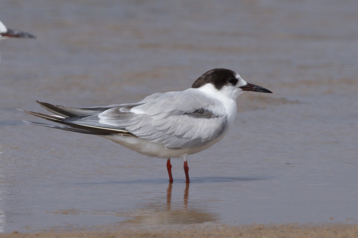 Common Tern - ML636779340