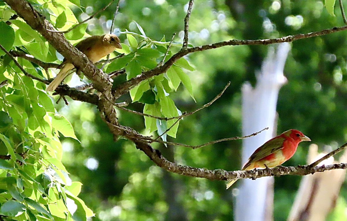 Summer Tanager - ML636779353
