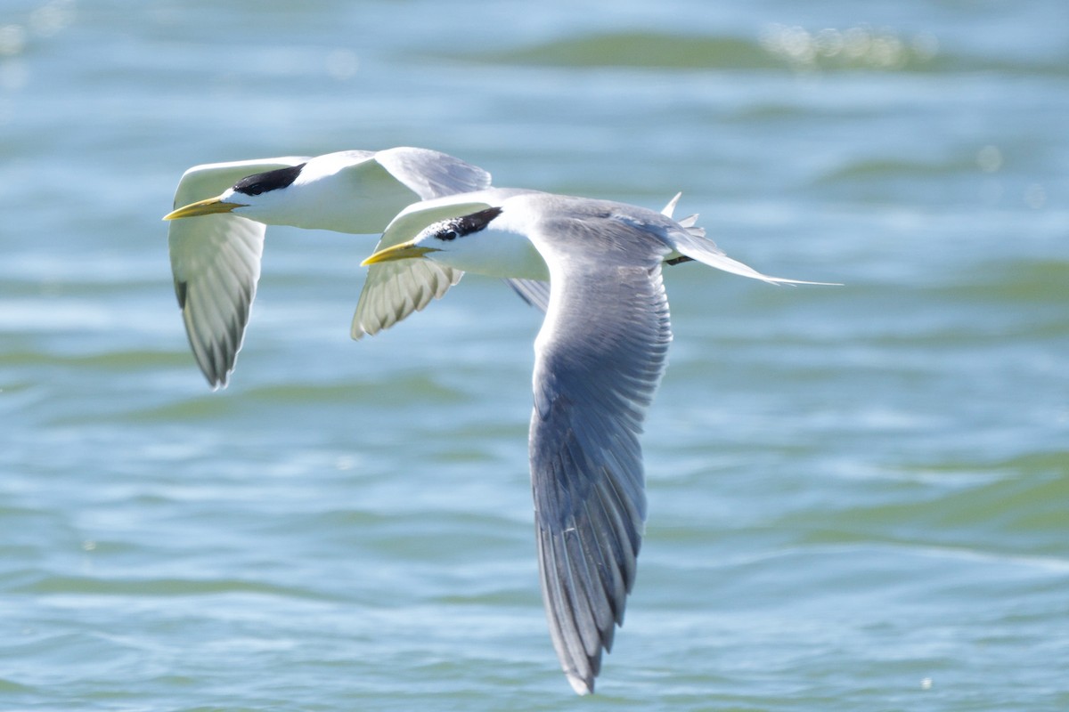 Great Crested Tern - ML636779429