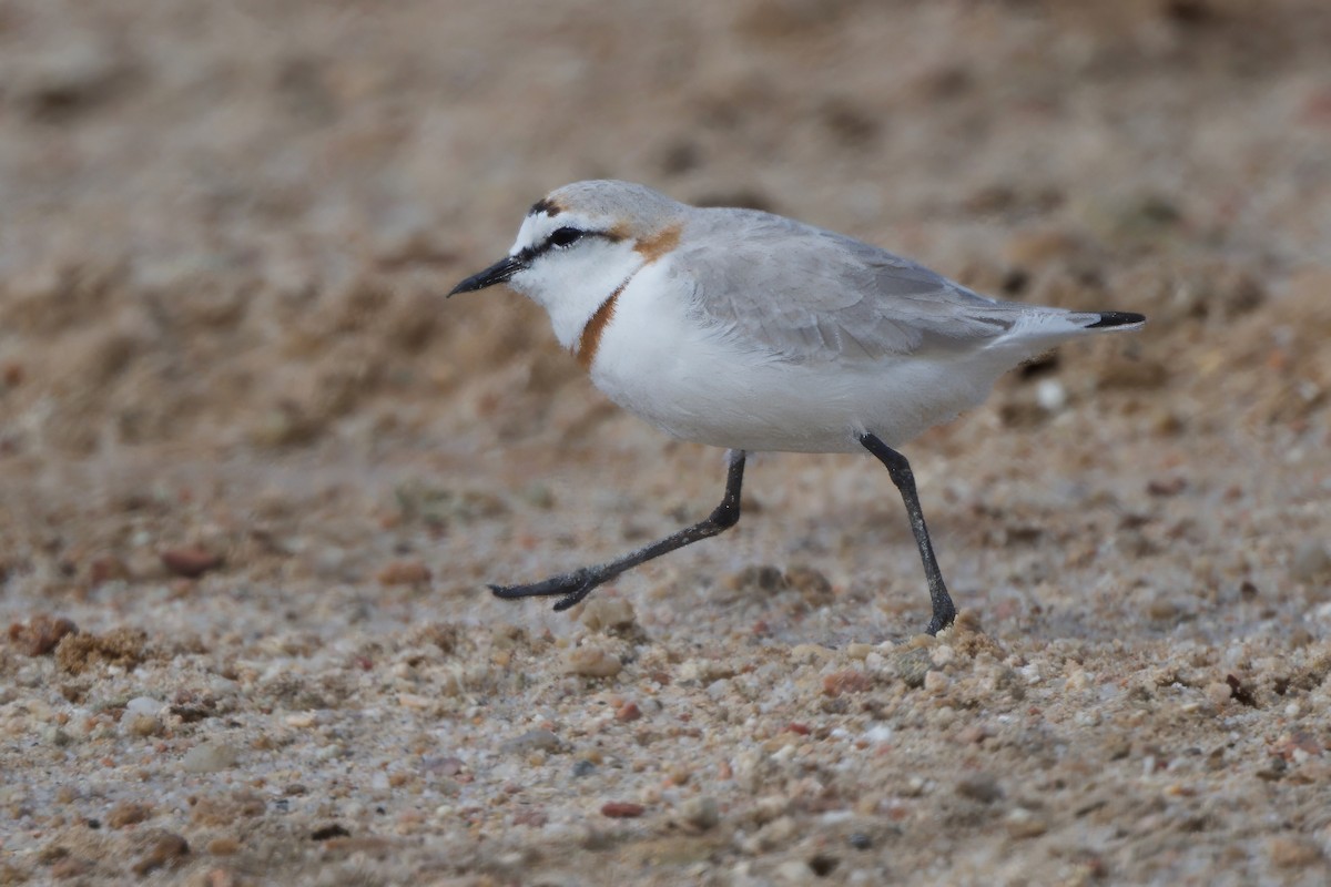 Chestnut-banded Plover - ML636779520