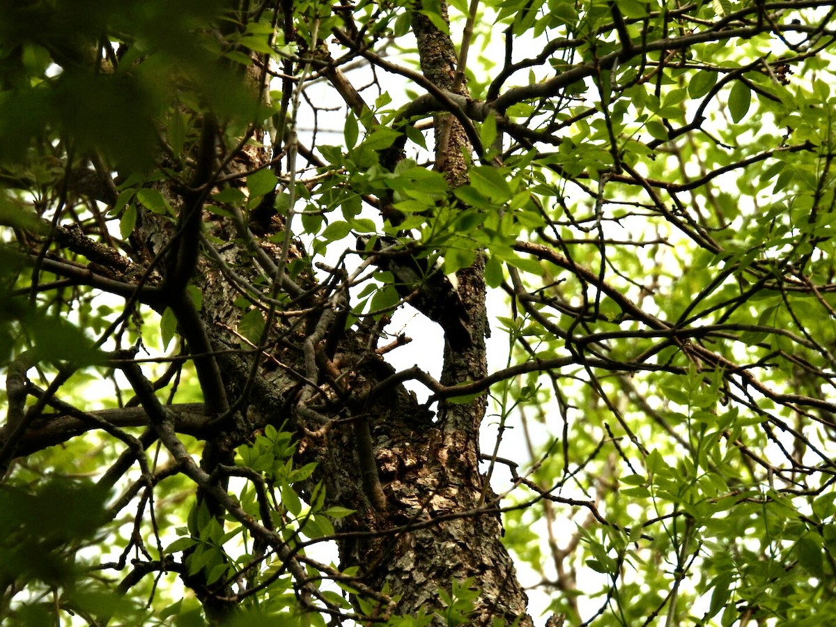Downy Woodpecker - ML636779627