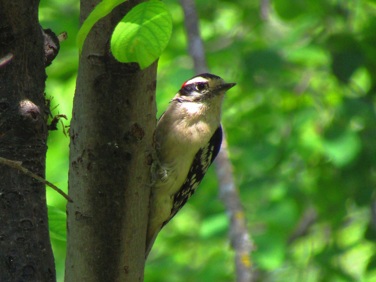 Downy Woodpecker - ML636779693