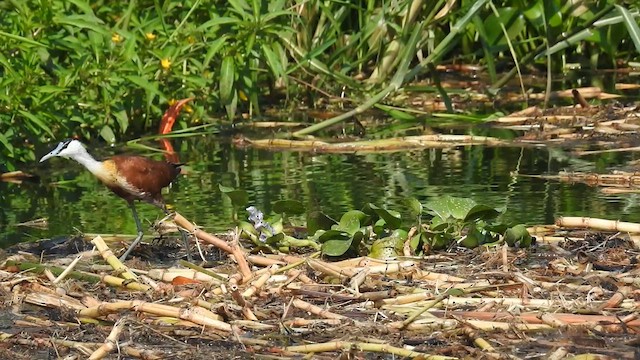 African Jacana - ML636779704