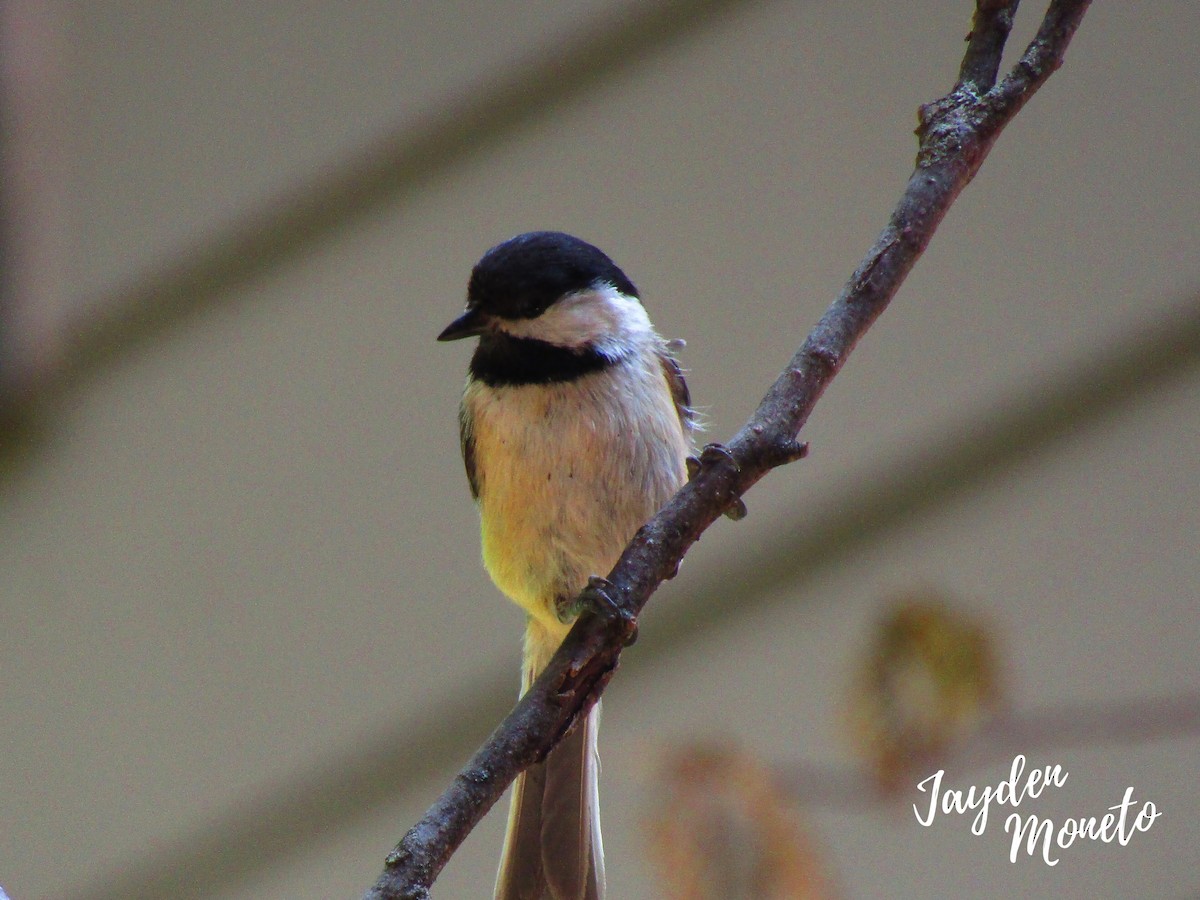 Black-capped Chickadee - ML636779758