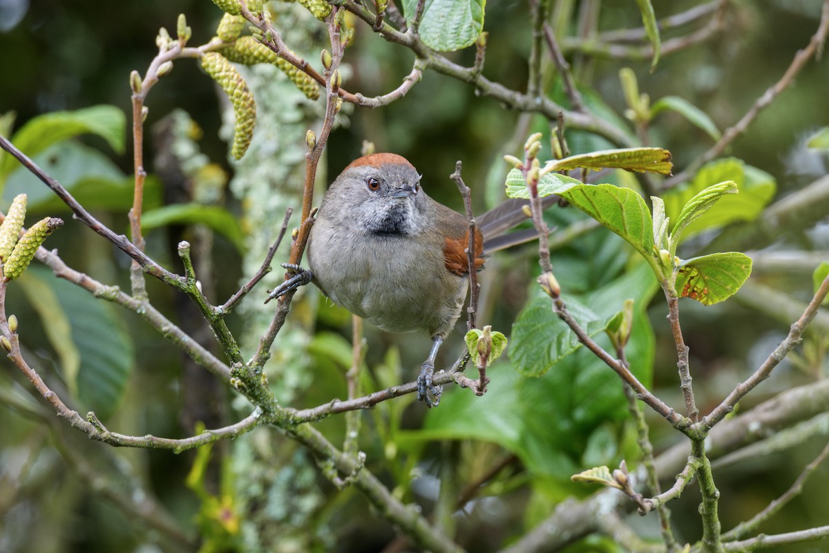Silvery-throated Spinetail - ML636779764
