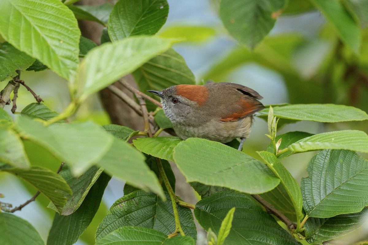 Silvery-throated Spinetail - ML636779765