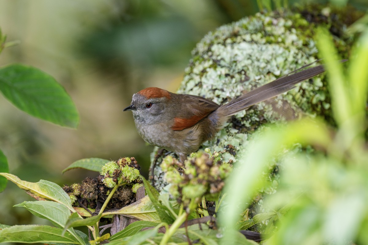 Silvery-throated Spinetail - ML636779766