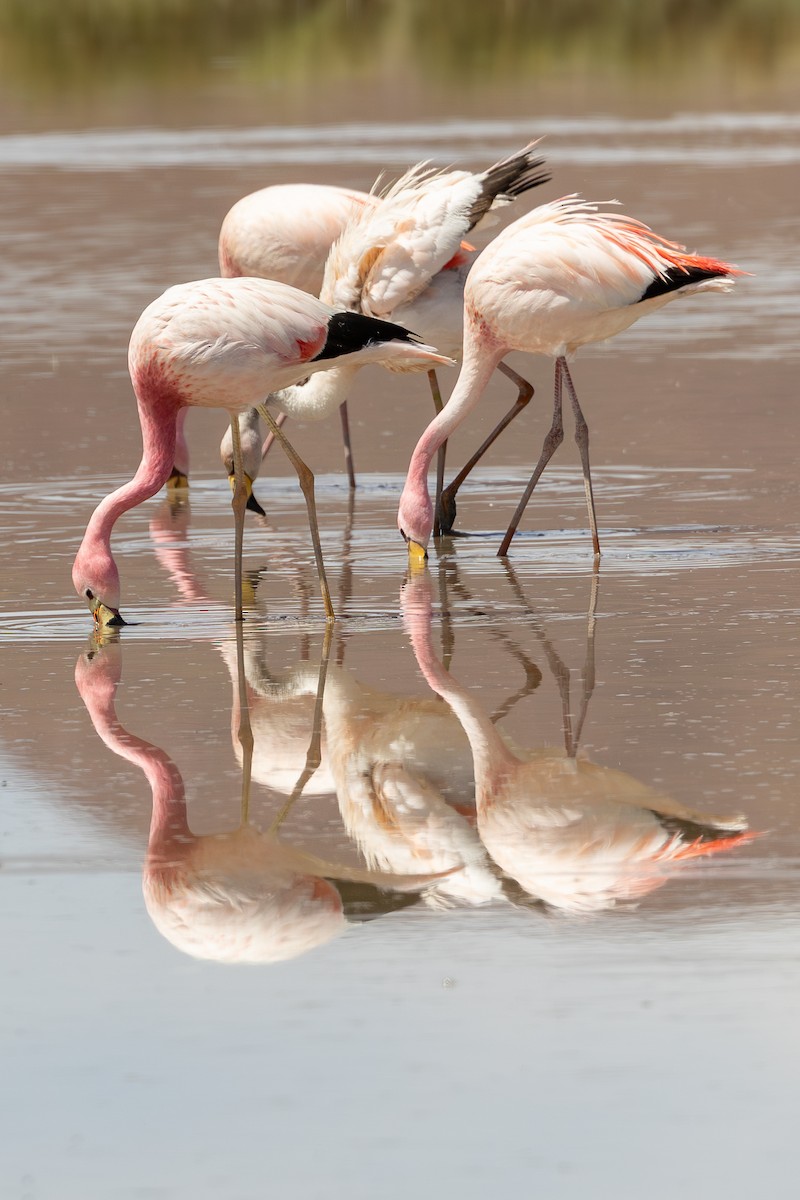 Andean Flamingo - ML636779768