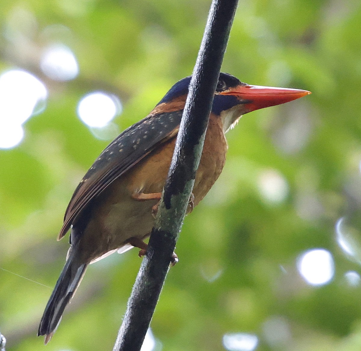 Blue-capped Kingfisher - ML636779813