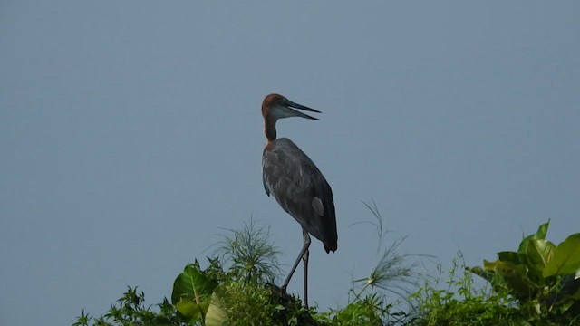 Goliath Heron - ML636779922
