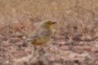 Gibberbird - ML636779966