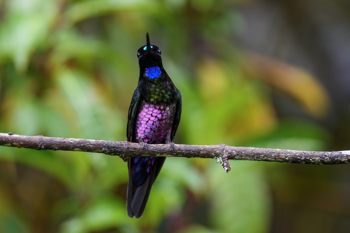 Blue-throated Starfrontlet - ML636780037