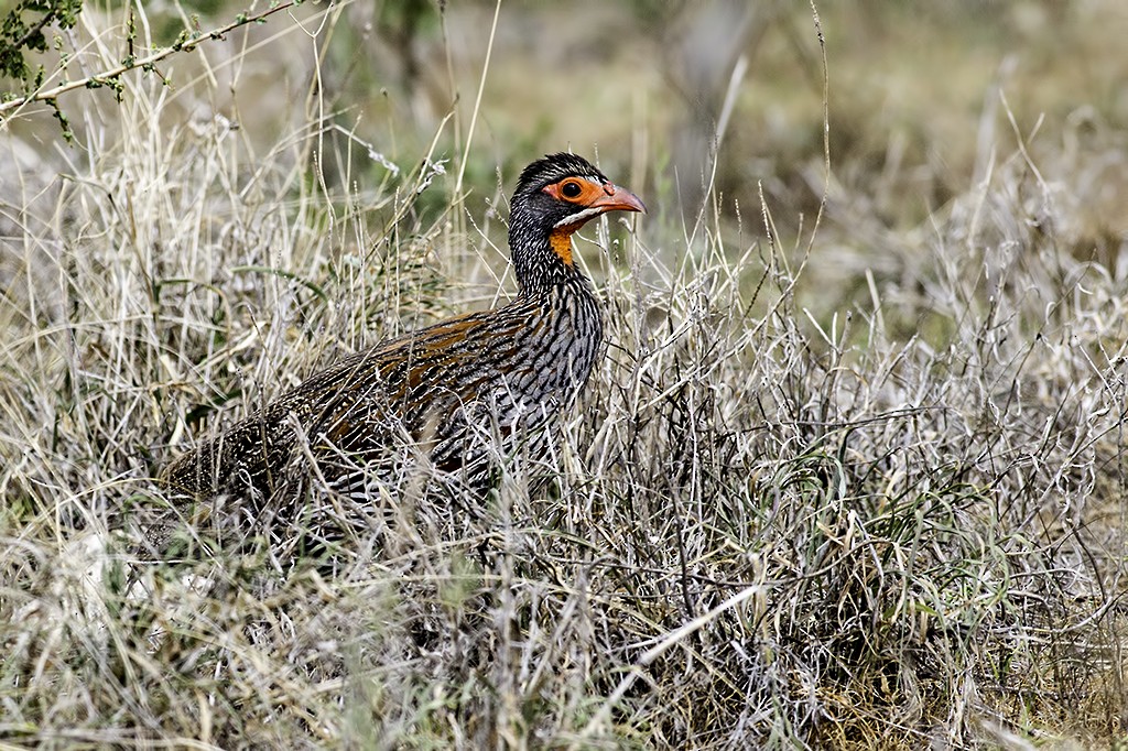 Gray-breasted Spurfowl - ML636780044