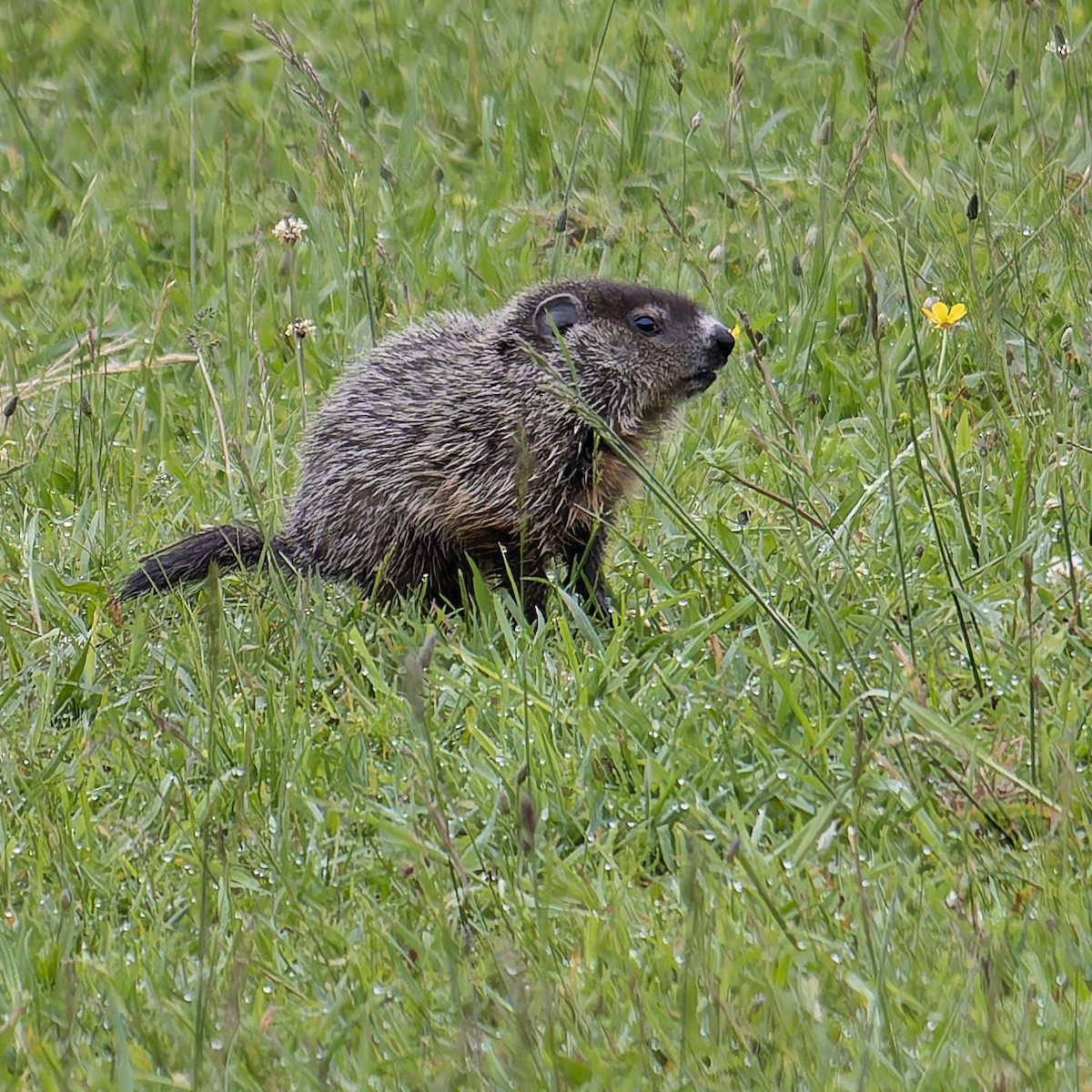 Groundhog - ML636780063