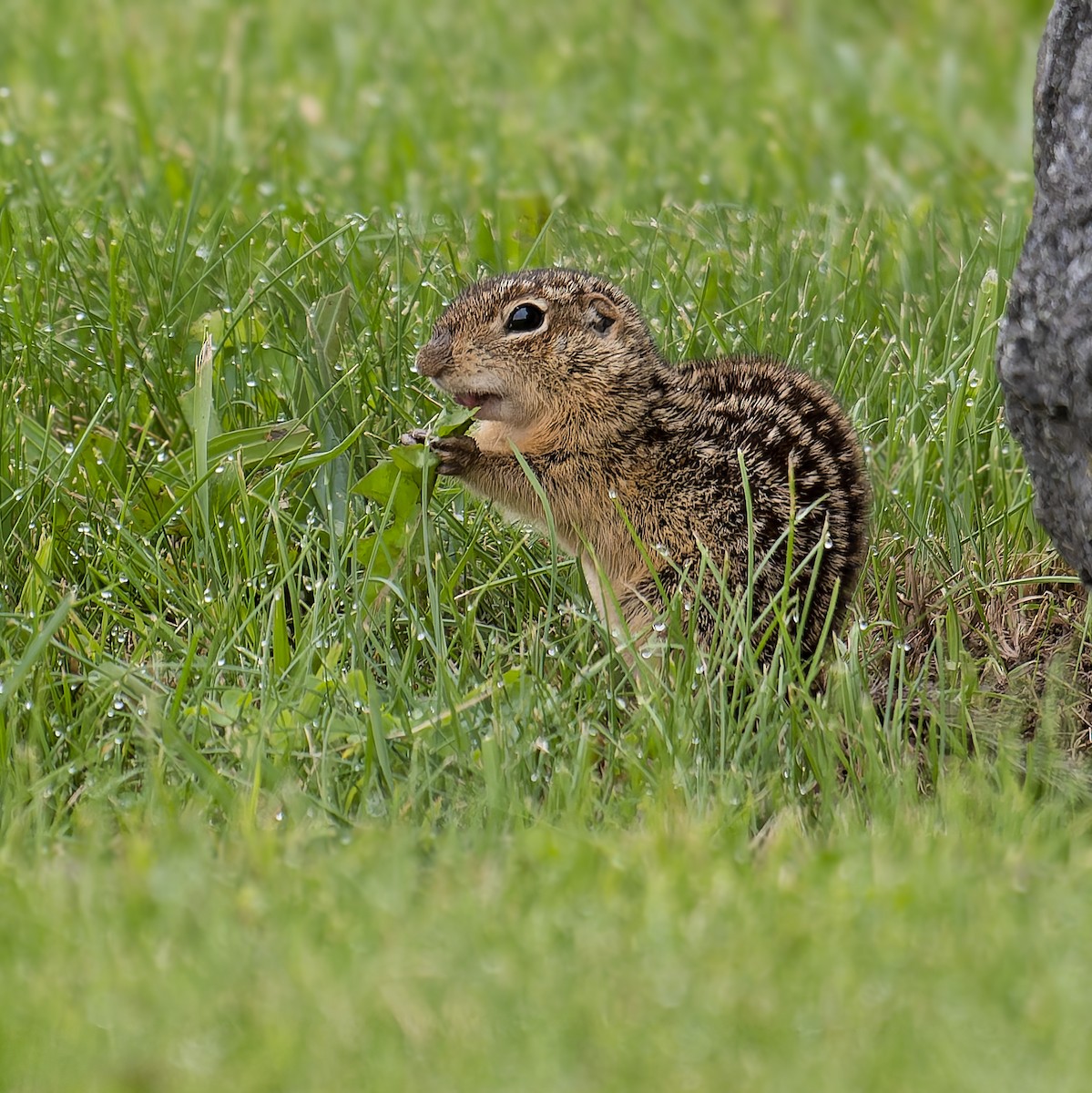 Thirteen-lined Ground Squirrel - ML636780070