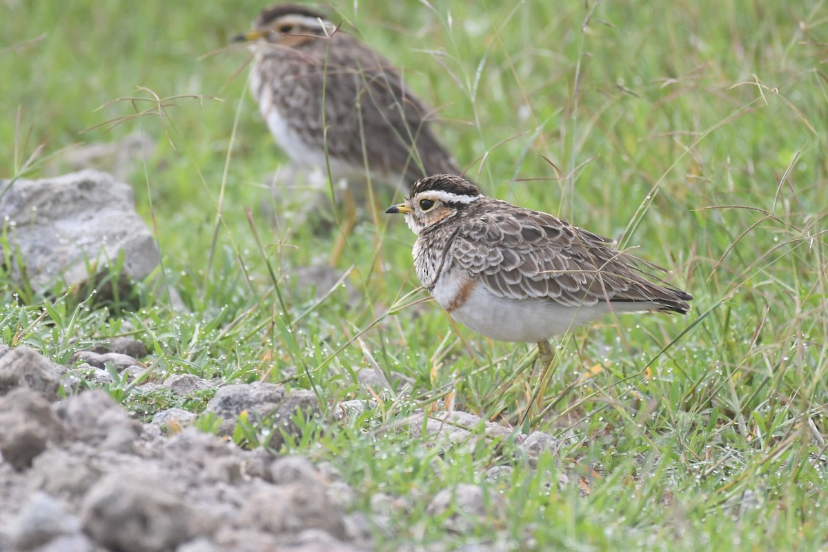 Three-banded Courser - ML636780138