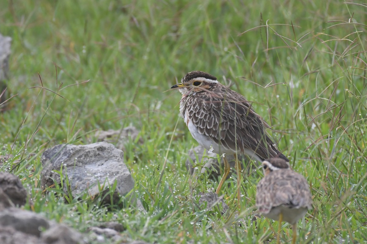 Three-banded Courser - ML636780140