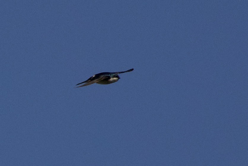 Tree Swallow - ML636780156