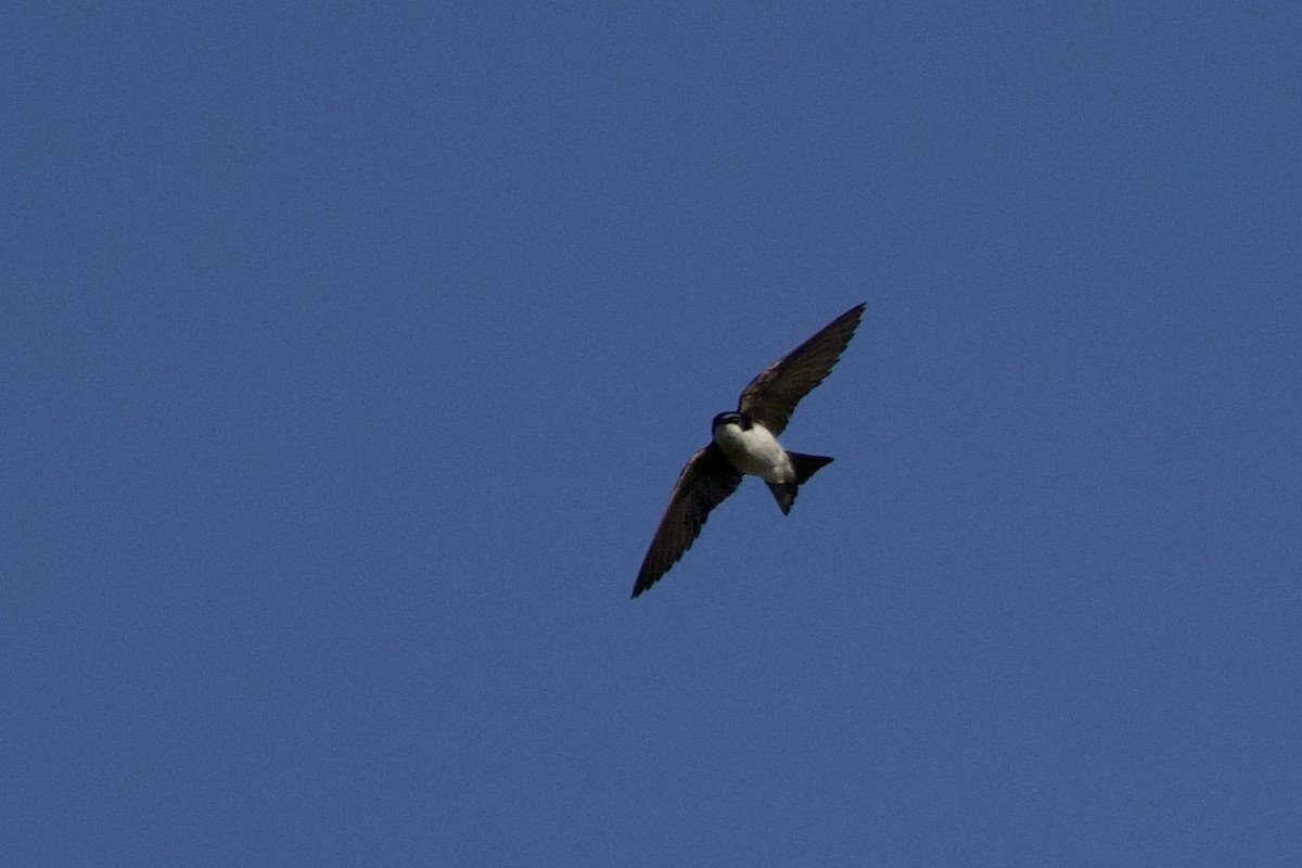 Tree Swallow - ML636780157