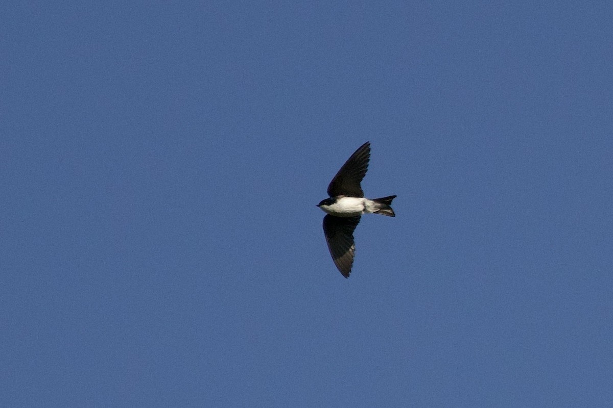 Tree Swallow - ML636780159