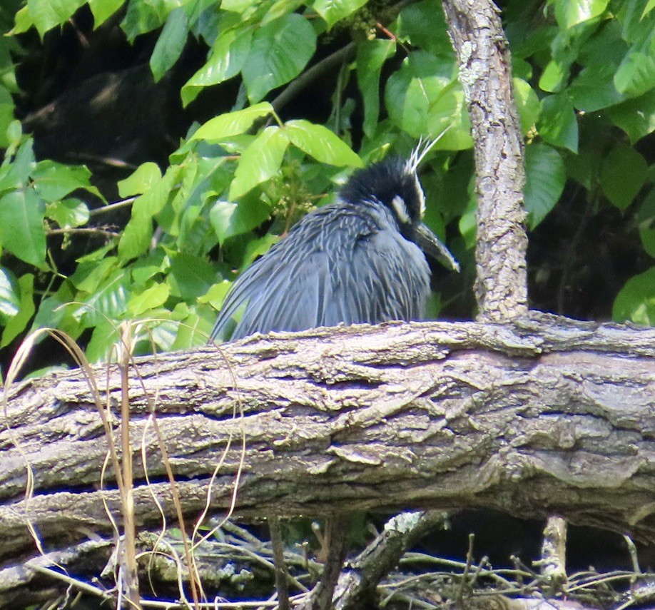 Yellow-crowned Night Heron - ML636780275