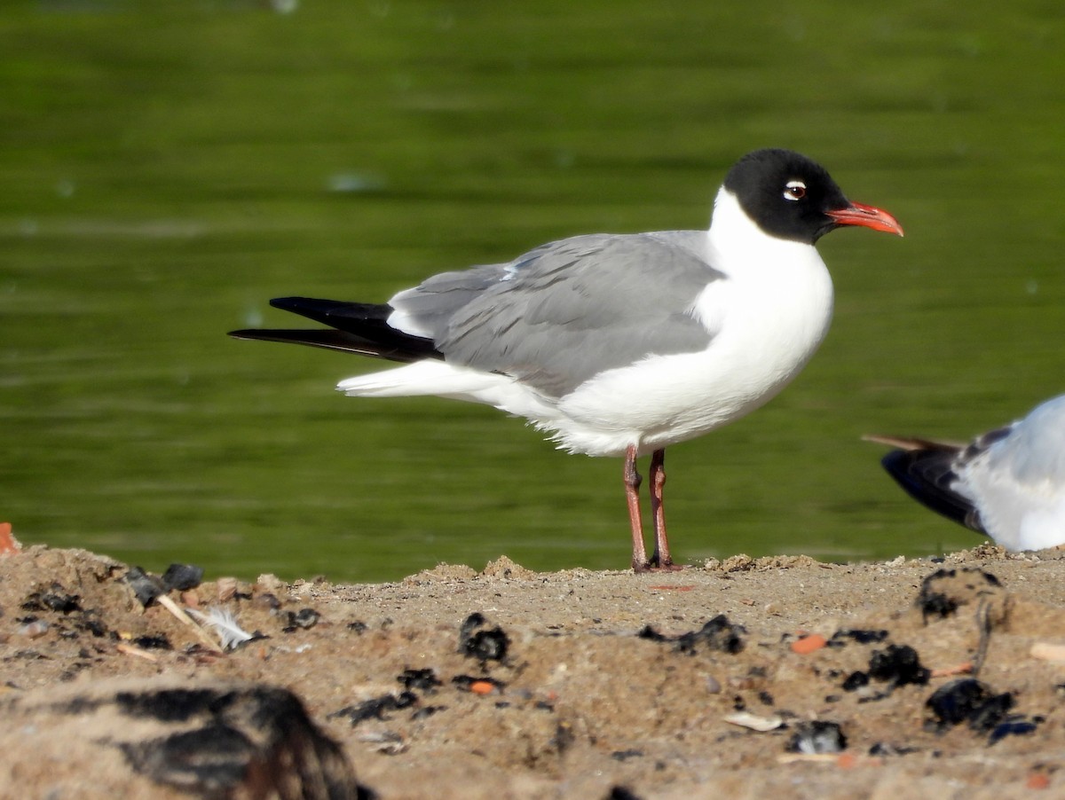 Laughing Gull - ML636780294