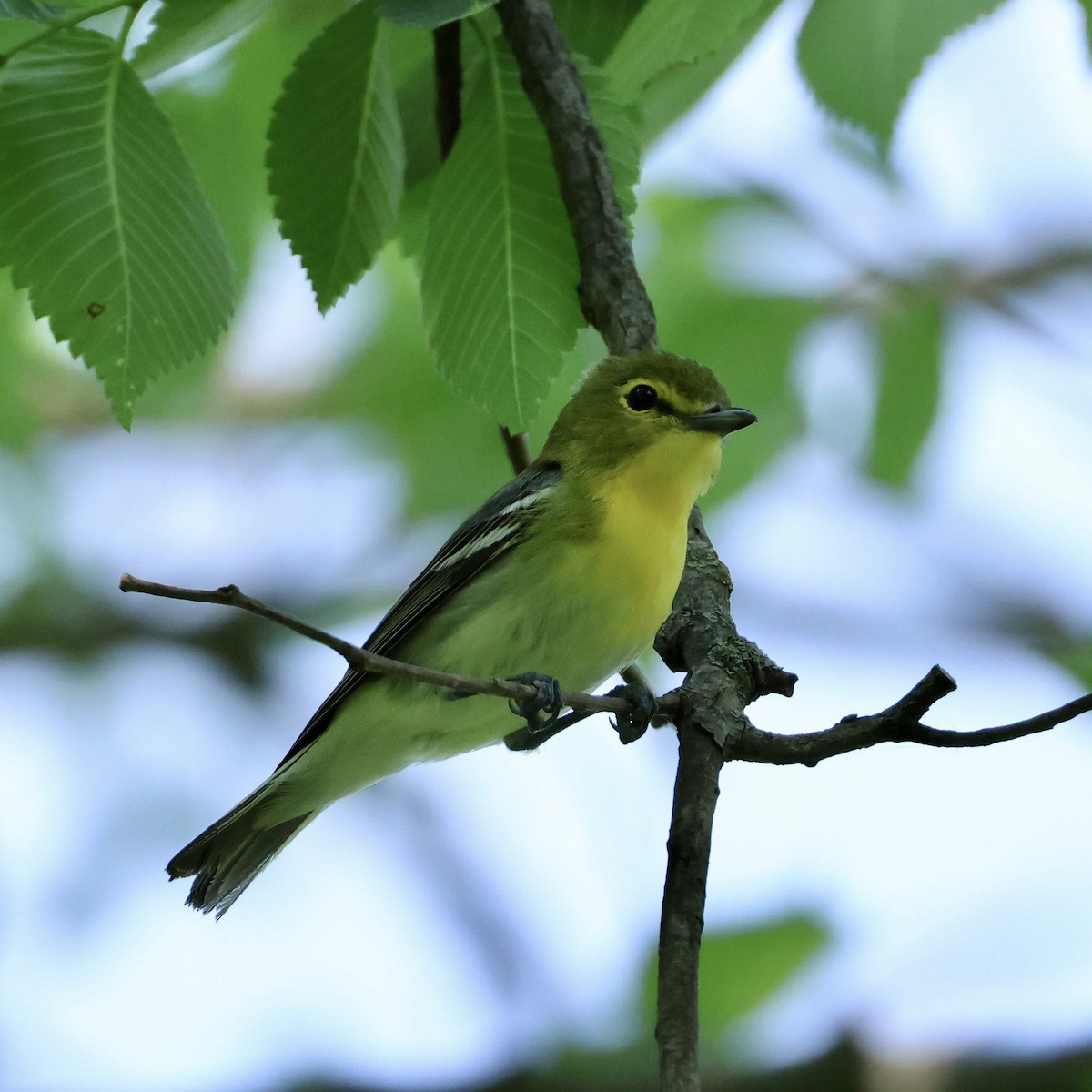 Yellow-throated Vireo - ML636780312