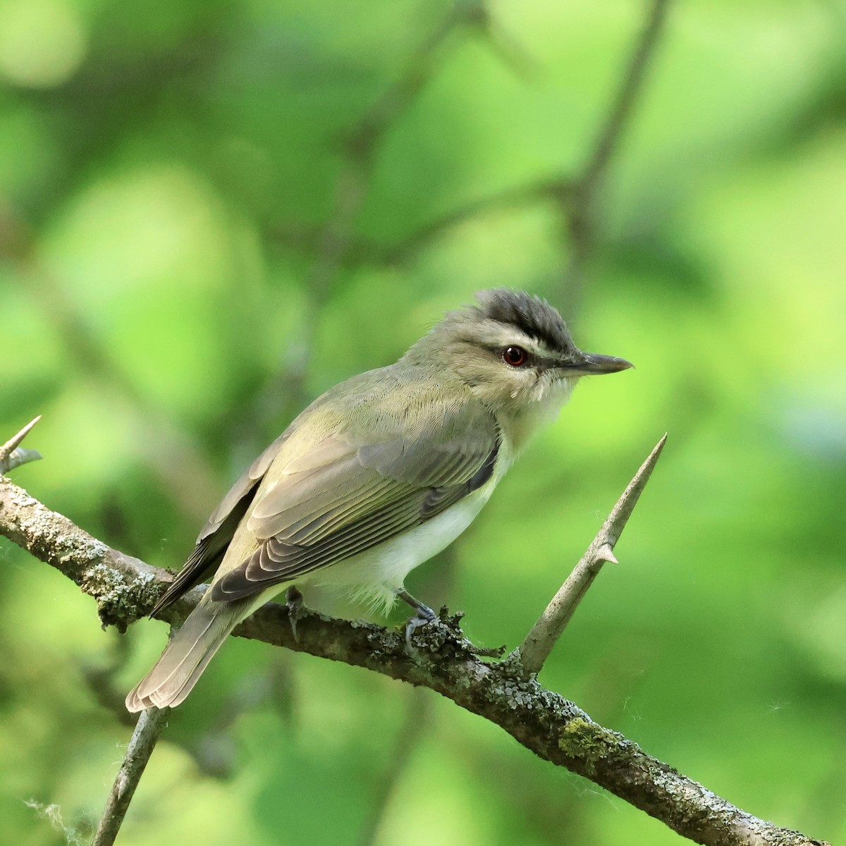 Red-eyed Vireo - ML636780321