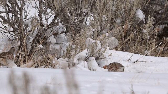 Gray Partridge - ML636780341