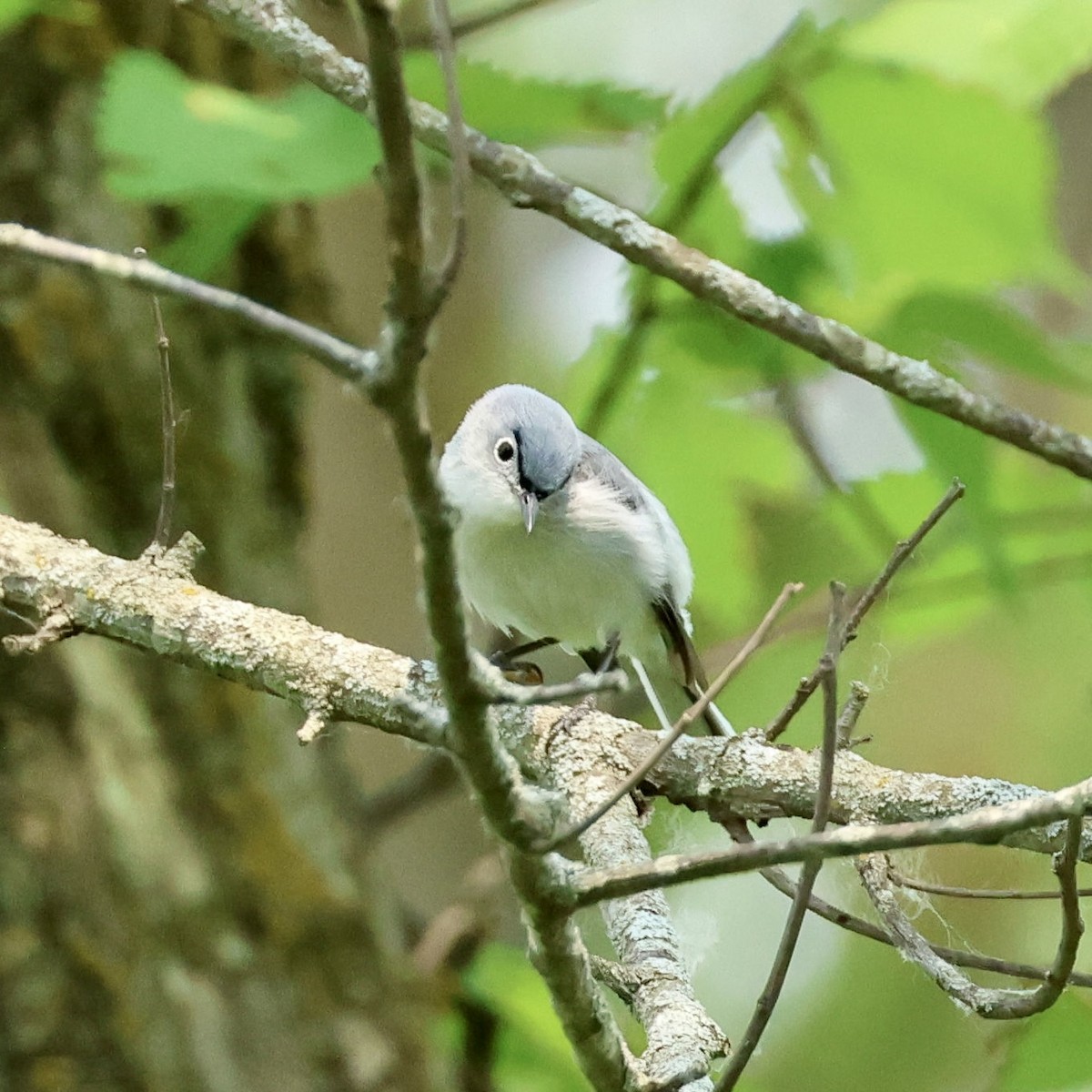 Blue-gray Gnatcatcher - ML636780348
