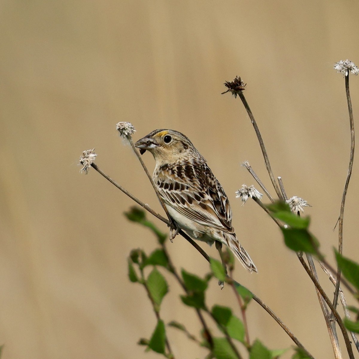 Grasshopper Sparrow - ML636780354