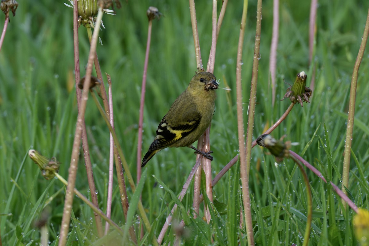 Andean Siskin - ML636780361