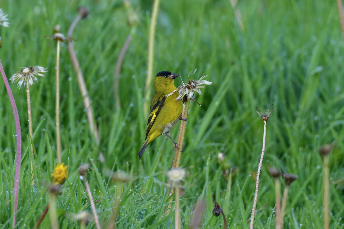Andean Siskin - ML636780362