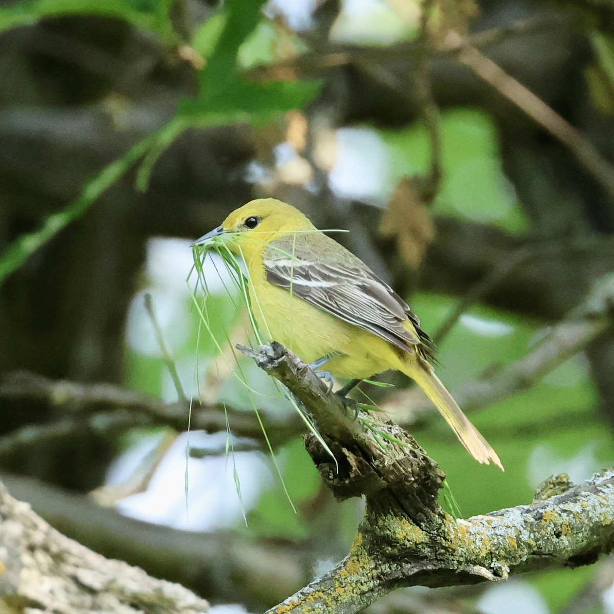 Orchard Oriole - ML636780367