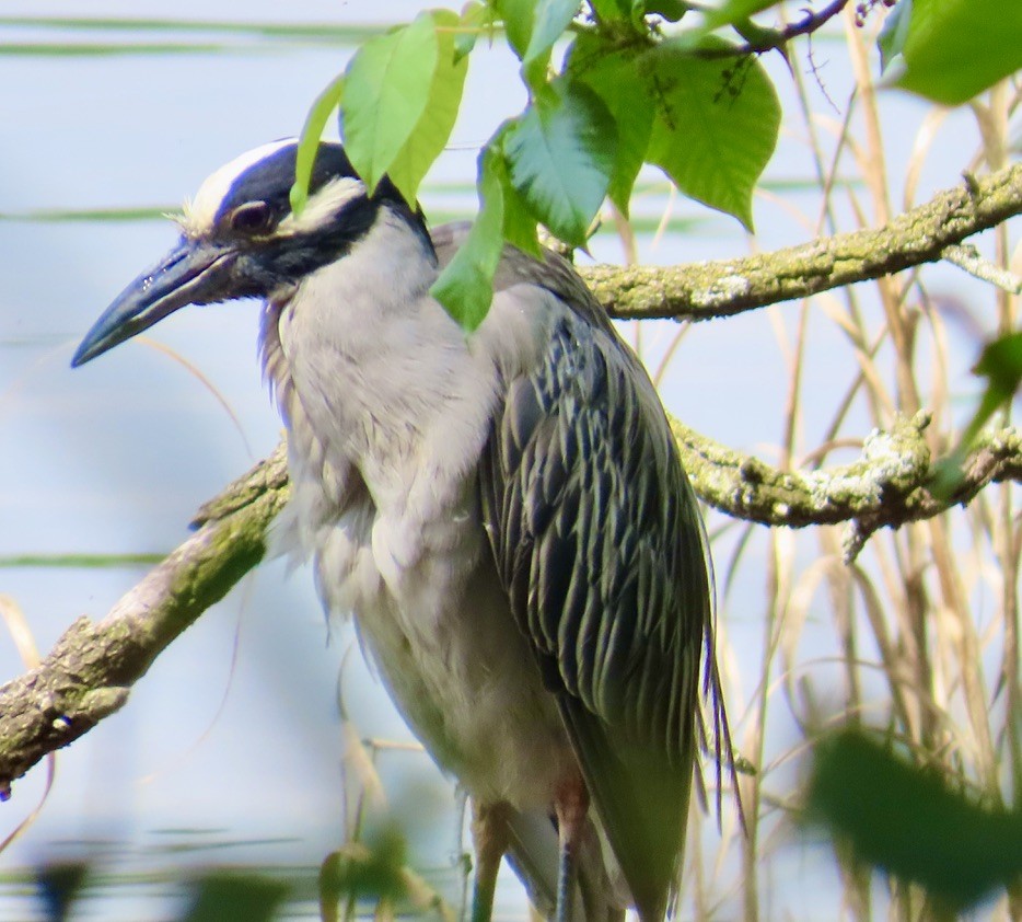 Yellow-crowned Night Heron - ML636780397