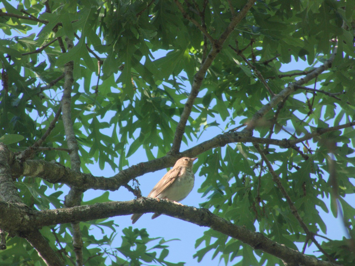 Swainson's Thrush - ML636780418