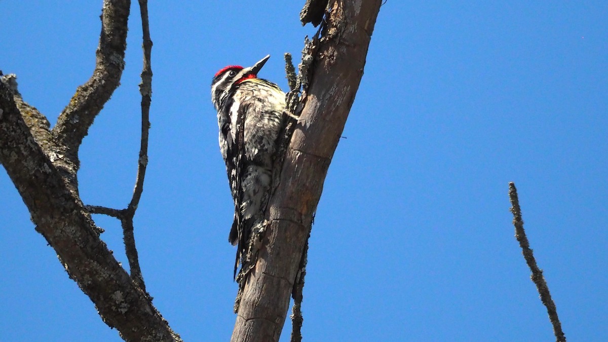 Yellow-bellied Sapsucker - ML636780428