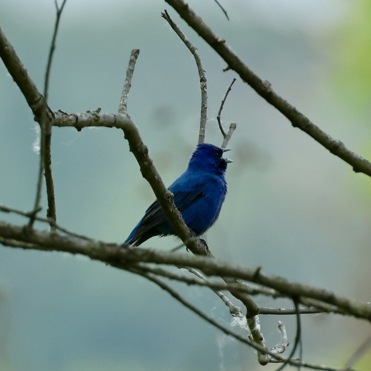 Indigo Bunting - ML636780541
